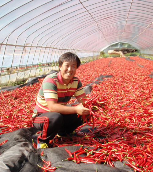 [희농이뉴스레터 11호]귀농귀촌인터뷰 - 명품 태양초 농사꾼 정지호씨의 귀농 이야기